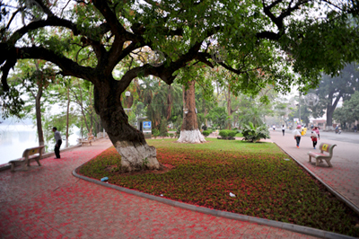 Barringtonia flowers redden Hoan Kiem Lake