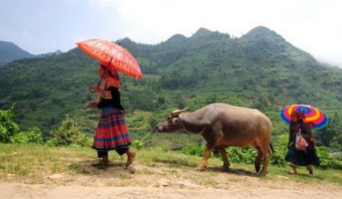 Độc đáo chợ trâu Cán Cấu