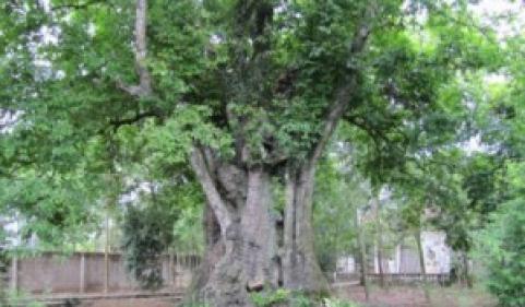  5 cây thị được công nhận "Cây di sản Việt Nam"