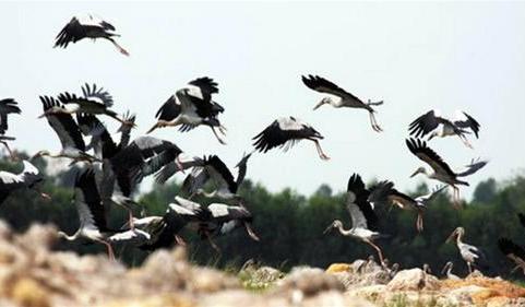 Thăm Tràm Chim mùa sếu đầu đỏ về
