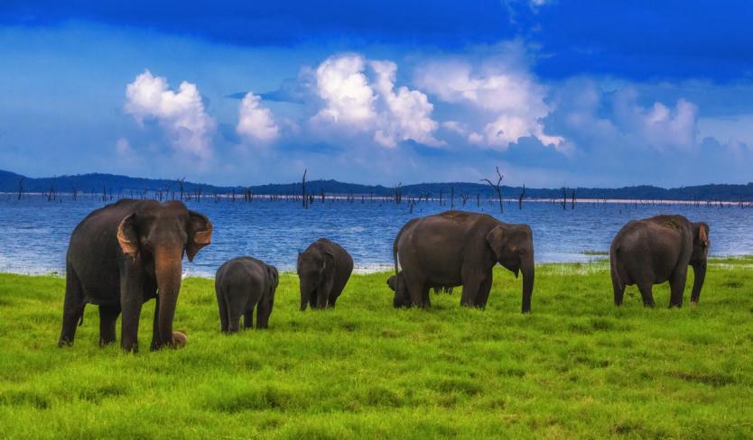 Uda Walawe Elephant Transit Home