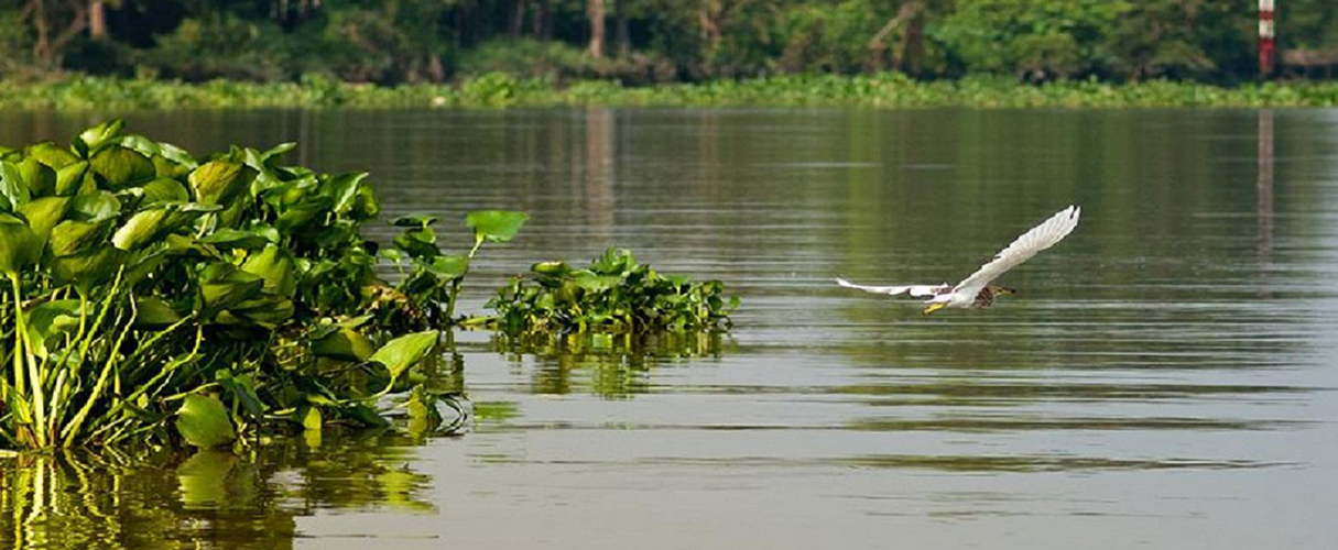 Mekong Delta Full Day by Speedboat