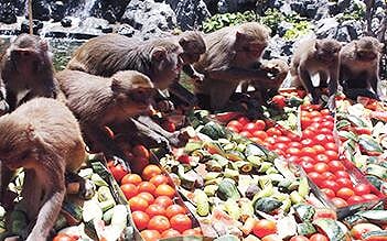 Monkey Island Full day tour