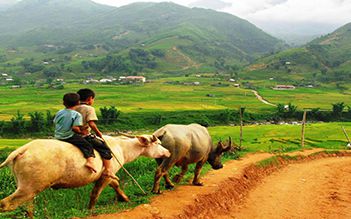 Sapa trekking by bus 3D2N (homestay and hotel stay)