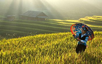 Sapa trekking by bus 3D2N (hotel stay)