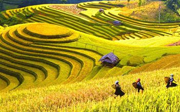 Sapa trekking and homestay group tour by bus 2D1N