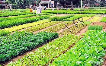 Tra Que Vegetable Village Half day
