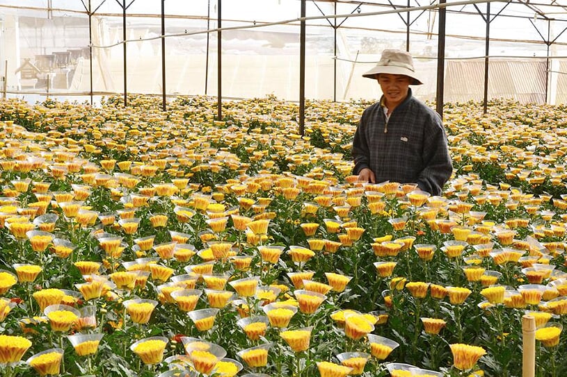 flower-farm