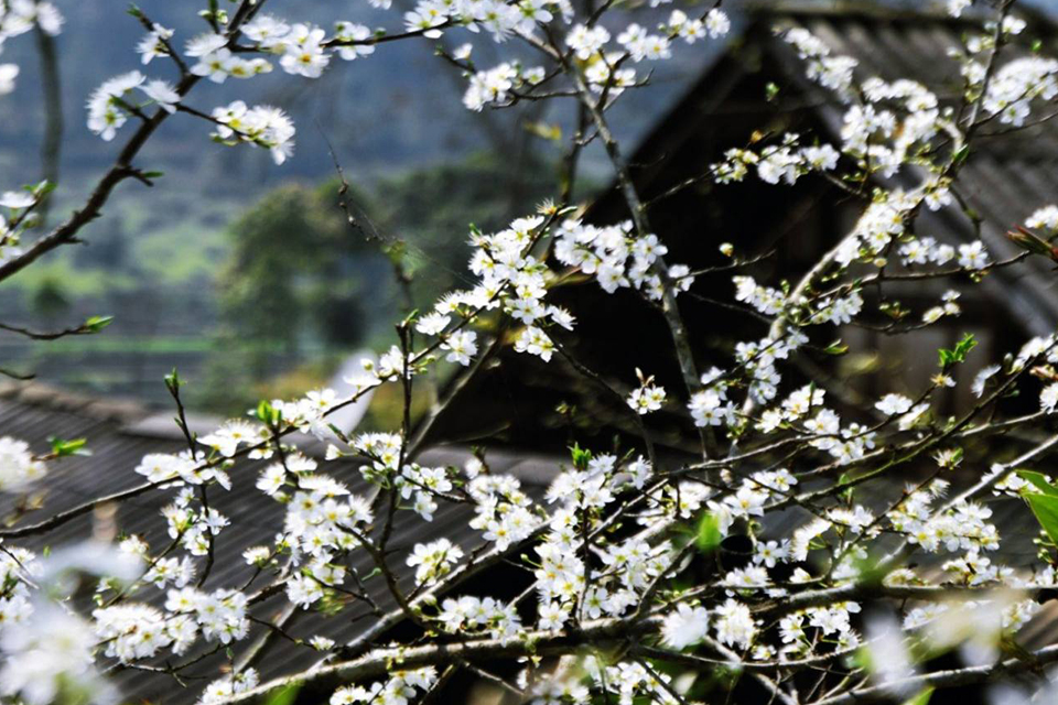 960-sapa-flowers-in-spring