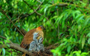 Cuc Phuong National Park full day (private)