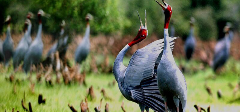 Eco-friendly tour launched at Tram Chim National Park