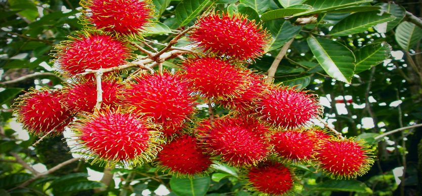 Fresh Fruit Season In Mekong River Delta