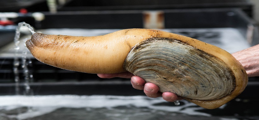 Geoduck at Duxton Hotel Saigon