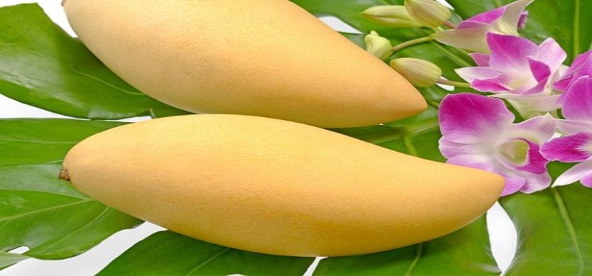 Hoa Loc Mango - Cai Be’s Specialty