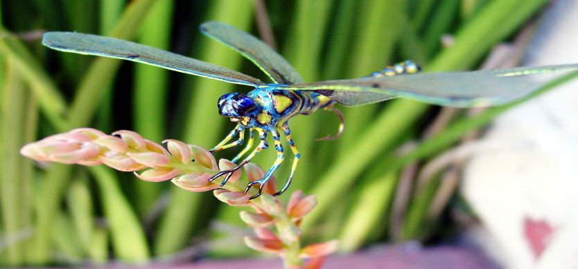 Phu Quoc Dragonflies