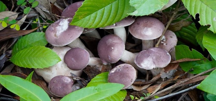 Phu Quoc Holidays: Tram Mushroom Phu Quoc