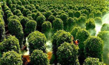 Taste Of Phu Quoc Pepper