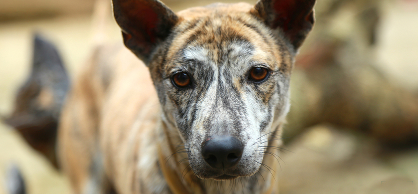 Phu quoc 2024 ridgeback puppy