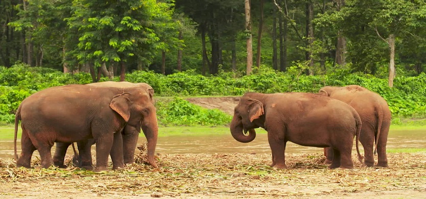 Incredible experiences at Elephant Nature Park in Chiang Mai