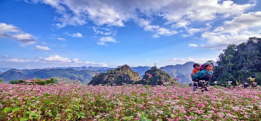 Visit Ha Giang In October To Admire The Beauty Of The Buckwheat Flowers