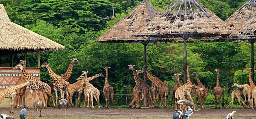 What you need to know when visiting Safari World