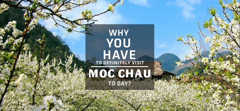 Why should you definitely visit Moc Chau?