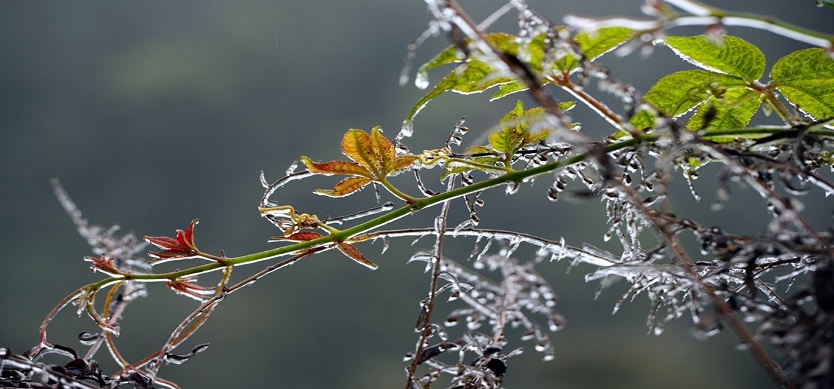 Sapa covered by frost