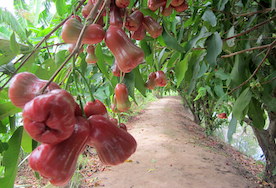 Binh Hoa Phuoc Village