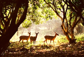 Cuc Phuong National Park