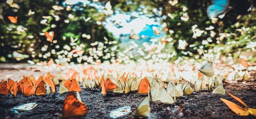The most ideal destinations of Vietnam for hunting butterfly