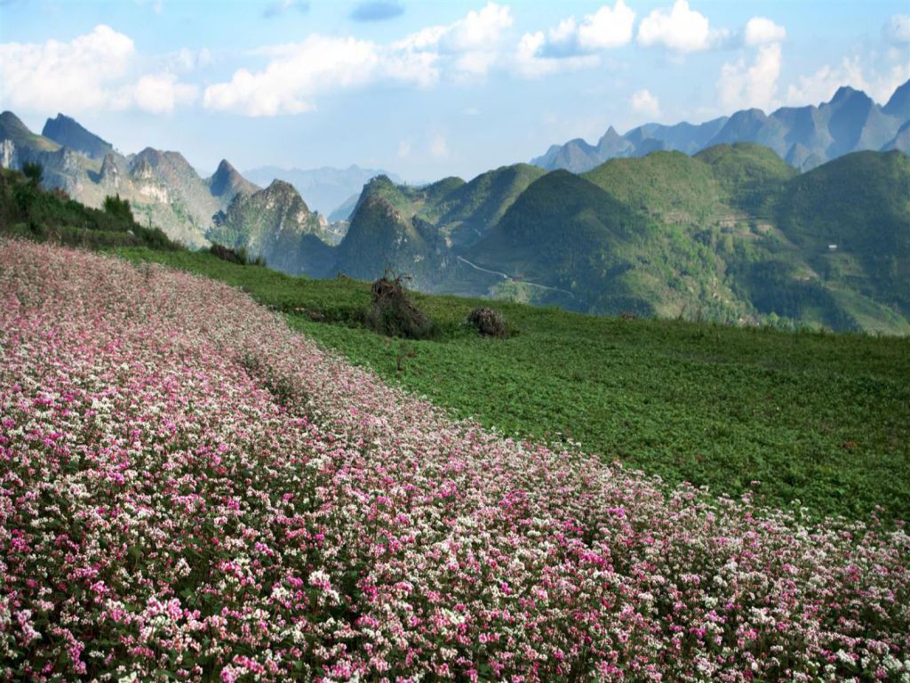 flower-hill-in-ha-giang