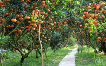 Private Lai Vung - Long Xuyen 2 days