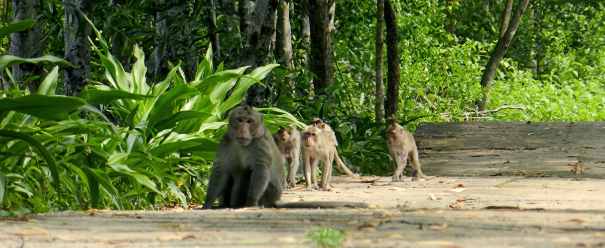 Tour rừng Cần Giờ - Đảo Khỉ trọn ngày