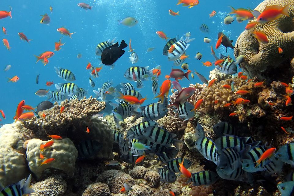 sightseeing-coral-reef